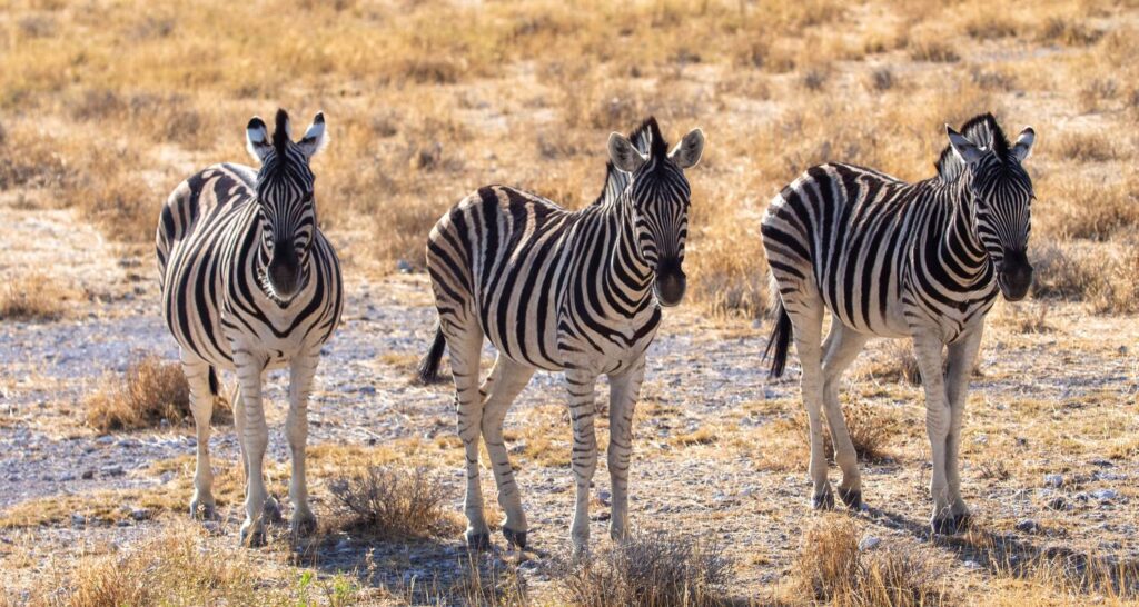Safari de 9 días en Mikumi, Ruaha y Nyerere