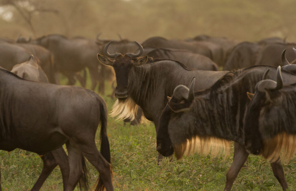 Safari a tu medida en Tanzania