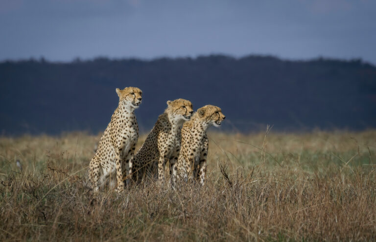 Safari a tu medida en Tanzania