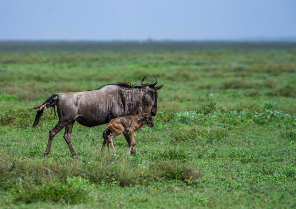 Safari en Tanzania desde España de 7 días