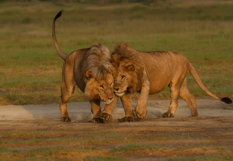 Safari a tu medida en Tanzania