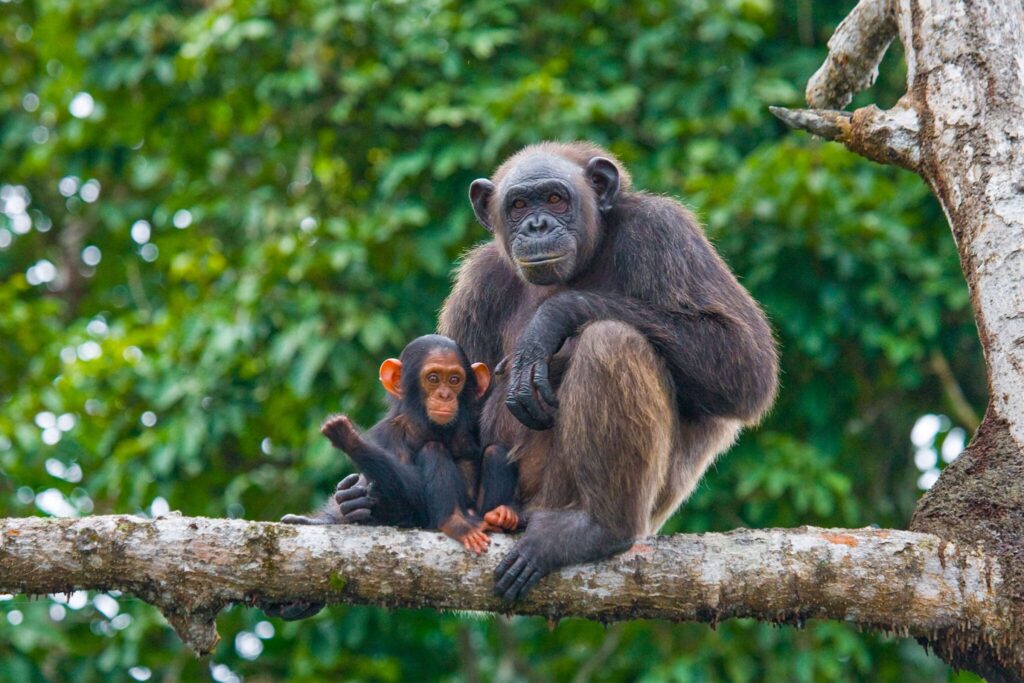 8 días de safari en Gombe Stream y Mahale