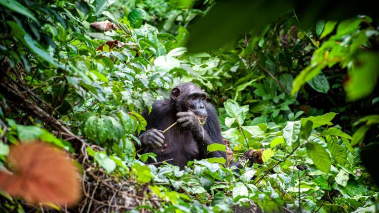 8 días de safari en Gombe Stream y Mahale